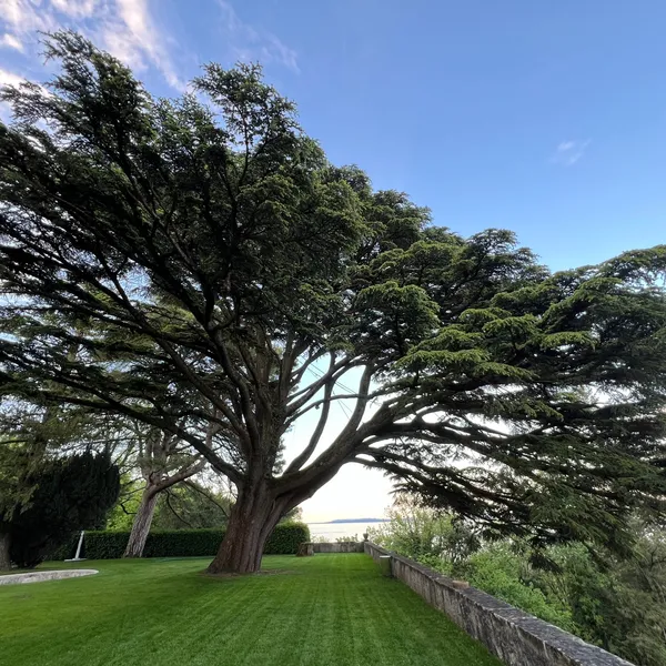 Les jardins et son cèdre du Liban