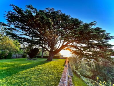 Le grand cèdre centenaire du parc